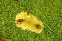 Phyllonorycter comparella