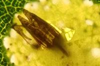 Phyllonorycter comparella