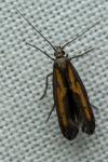 Ochromolopis ictella