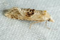 Cochylimorpha