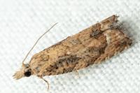 Acroclita subsequana