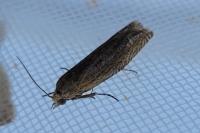 Eucosma
