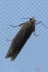 Eucosma