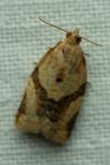 Clepsis consimilana