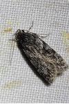 Gelechia nigra