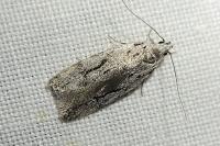 Anarsia lineatella
