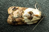 Acleris variegana