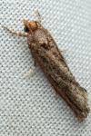 Lozotaeniodes cupressana