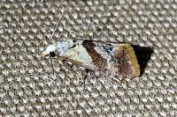 Falseuncaria