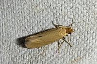 Tineola bisselliella