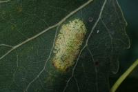 Phyllonorycter sagitella