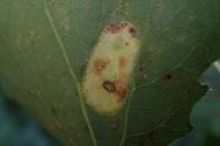 Phyllonorycter sagitella