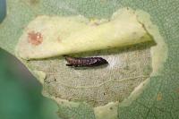 Phyllonorycter sagitella
