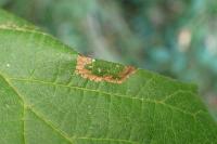 Phyllonorycter nicellii