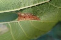 Phyllonorycter nicellii