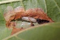 Phyllonorycter nicellii