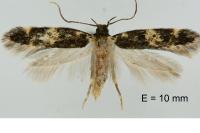 Apatema mediopallidum