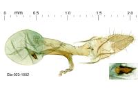 Apatema mediopallidum