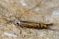 Coleophora limoniella