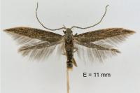 Coleophora texanella