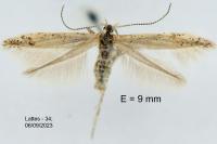 Coleophora afrosarda