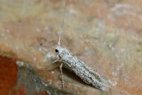 Coleophora afrosarda