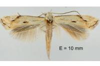 Elachista contaminatella