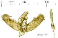 Elachista contaminatella