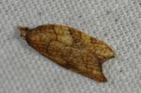 Acleris rhombana
