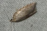Acleris