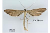 Agdistis bennetii