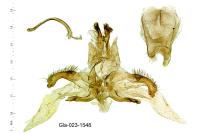 Agdistis bennetii
