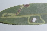 Phyllocnistis valentinensis