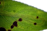 Phyllocnistis valentinensis