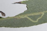 Phyllocnistis valentinensis
