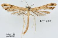 Stenoptilodes taprobanes