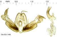 Stenoptilodes taprobanes