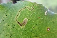 Stigmella trimaculella