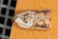Acleris variegana