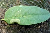 Macrosaccus robiniella