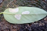 Macrosaccus robiniella