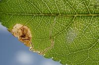 Stigmella plagicolella