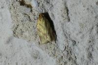 Clepsis pallidana