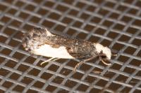 Monopis monachella