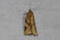 Paramesia gnomana