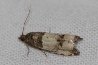 Notocelia incarnatana/mediterranea