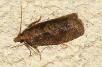 Epinotia sordidana