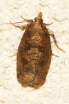 Epinotia sordidana