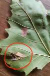 Phyllonorycter platani