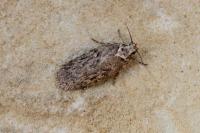 Depressaria douglasella